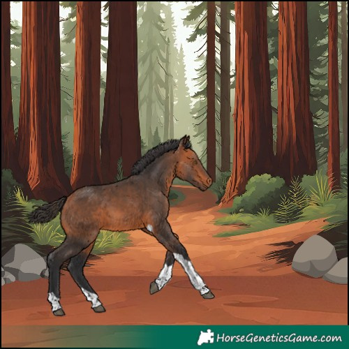 Horse Color:Unknown 