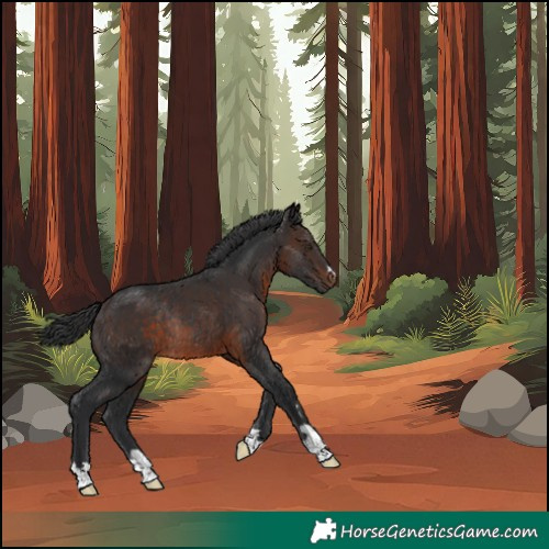 Horse Color:Unknown 