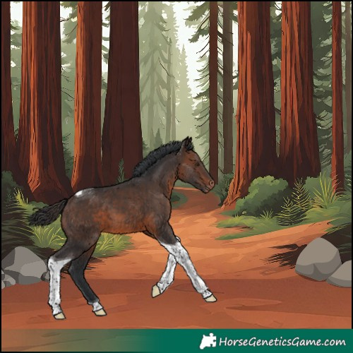 Horse Color:Unknown 