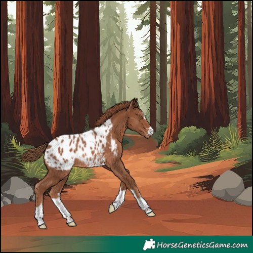 Horse Color:Chestnut Appaloosa Rabicano 