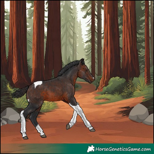Horse Color:Brown Tobiano 