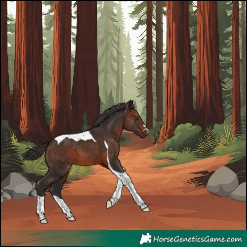 Horse Color:Brown Tobiano 