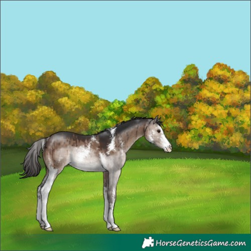 Horse Color:Brown Dun Sabino Brindle 