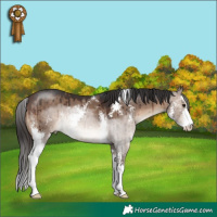 Horse Color:Brown Dun Sabino Brindle