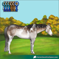 Horse Color:Brown Dun Sabino Brindle