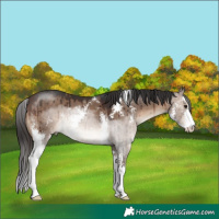 Horse Color:Brown Dun Sabino Brindle 