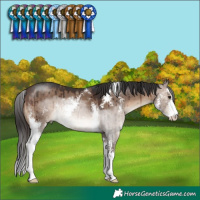 Horse Color:Brown Dun Sabino Brindle