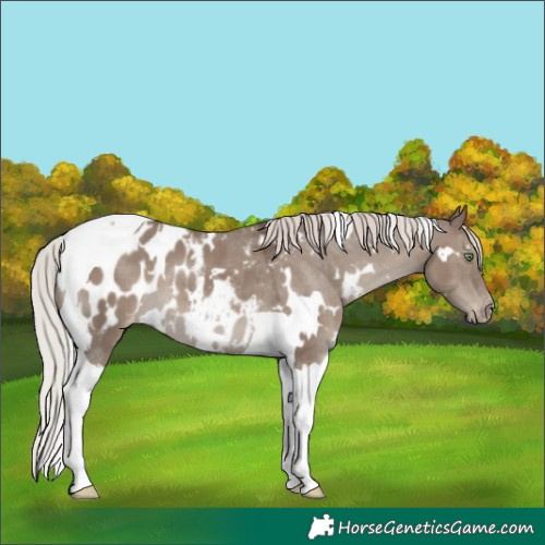Horse Color:White Spotted Silver Grullo Tobiano Blanket 