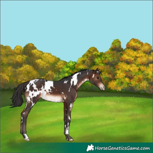 Horse Color:White Spotted Brown Varnish 