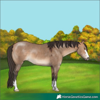 Horse Color:Bay Dun 