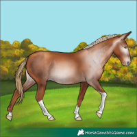 Horse Color:Gray Gold Champagne Tobiano