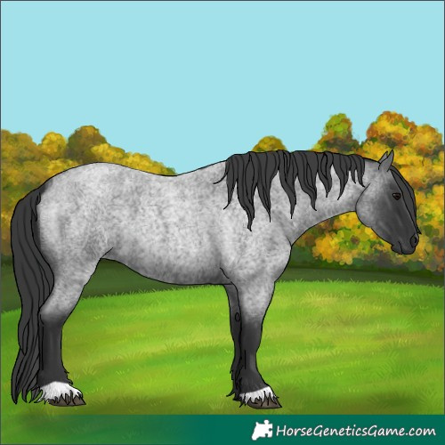 Horse Color:Blue Roan 