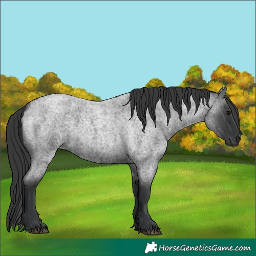 Horse Color:Blue Roan 