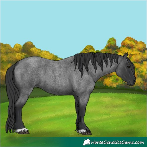 Horse Color:Blue Roan 