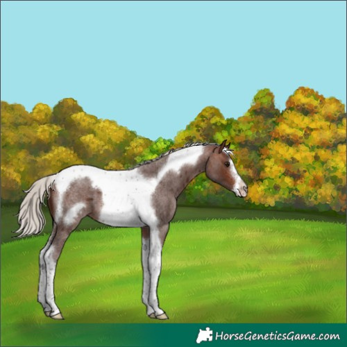 Horse Color:Silver Brown Roan Tobiano Frame 