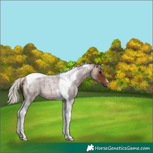 Horse Color:Silver Brown Roan Tobiano 