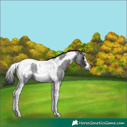 Horse Color:Brown Roan Tobiano Frame 