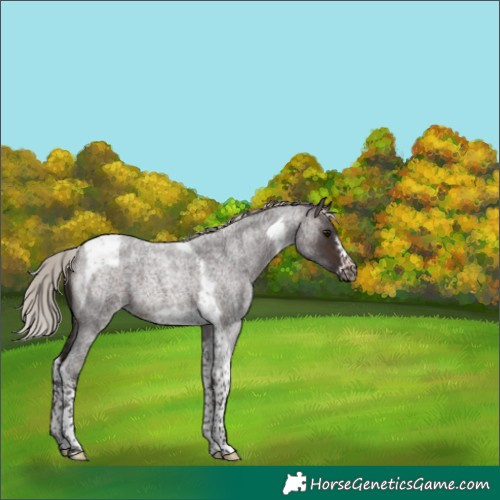 Horse Color:Silver Brown Roan Tobiano Frame 