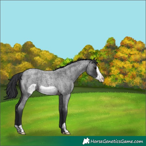 Horse Color:Brown Roan Frame