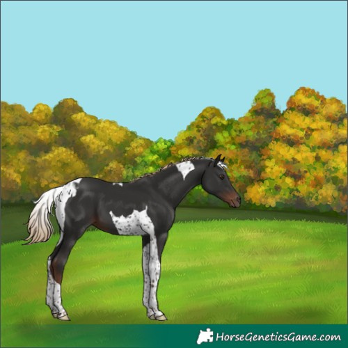 Horse Color:Liver Chestnut Tobiano 