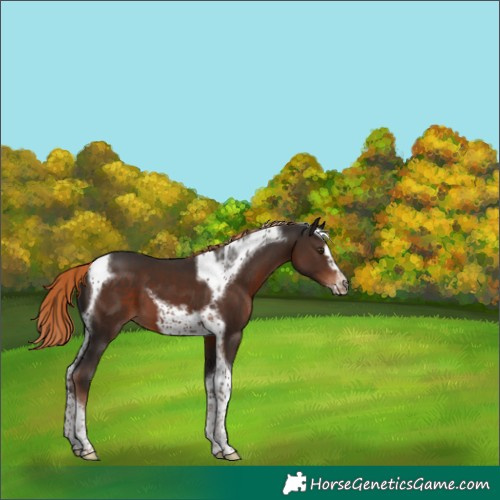Horse Color:Liver Chestnut Tobiano Frame 