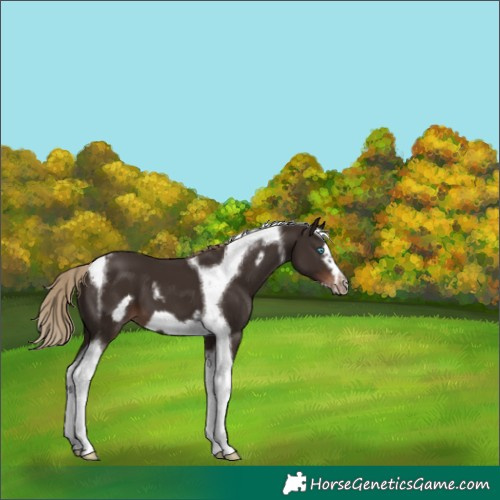 Horse Color:Liver Chestnut Tobiano Frame 