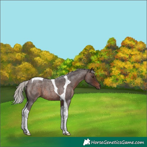 Horse Color:Silver Brown Roan Tobiano 