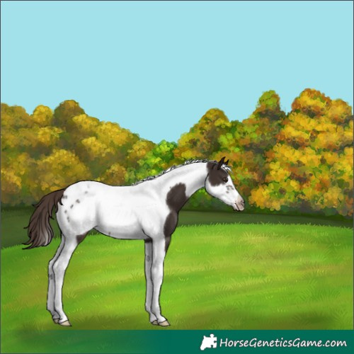 Horse Color:Liver Chestnut Tobiano Frame 