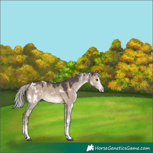 Horse Color:White Spotted Silver Brown Dun Rabicano 