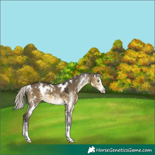 Horse Color:White Spotted Silver Buckskin Dun 