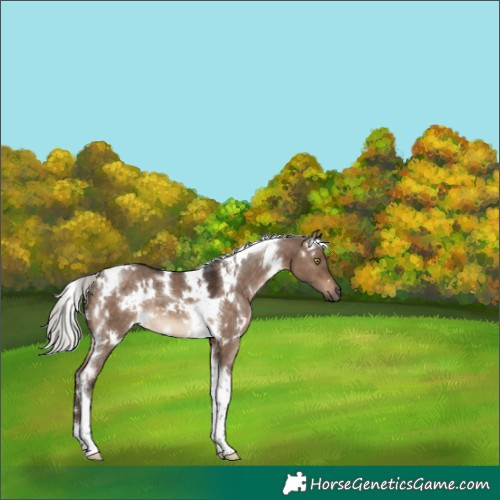 Horse Color:White Spotted Silver Brown Dun Tobiano 