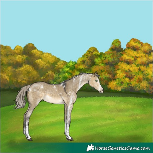 Horse Color:White Spotted Silver Buckskin Dun 