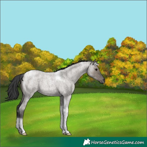 Horse Color:Grullo Roan Tobiano 