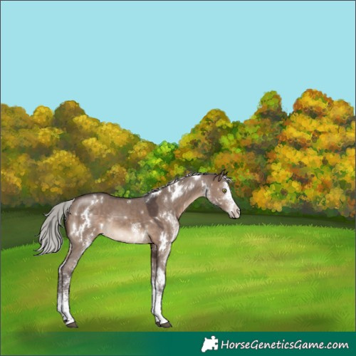 Horse Color:White Spotted Silver Brown Dun Rabicano 