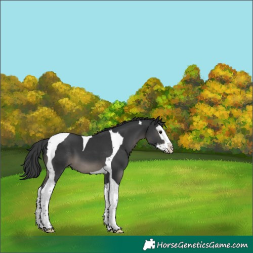 Horse Color:Black Splash Tobiano 