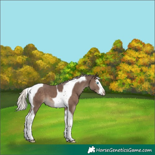Horse Color:Silver Black Splash Tobiano 