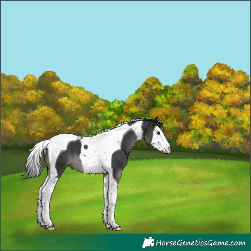 Horse Color:Black Splash Tobiano 
