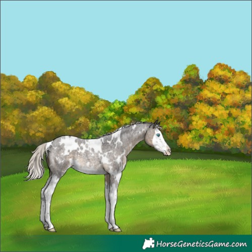 Horse Color:White Spotted Silver Smoky Blue Roan Splash 
