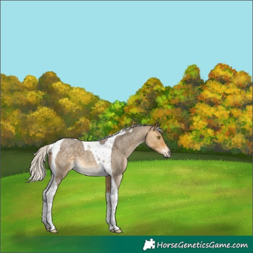 Horse Color:Silver Buckskin Roan Dun Tobiano 