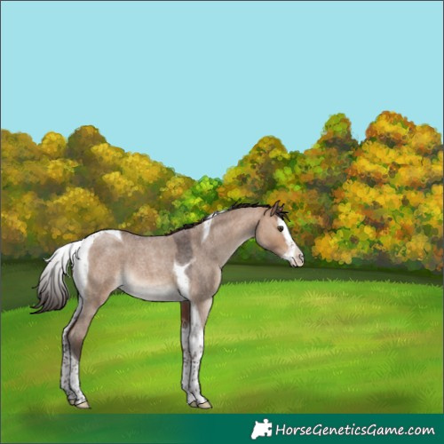 Horse Color:Bay Roan Dun Splash Tobiano 