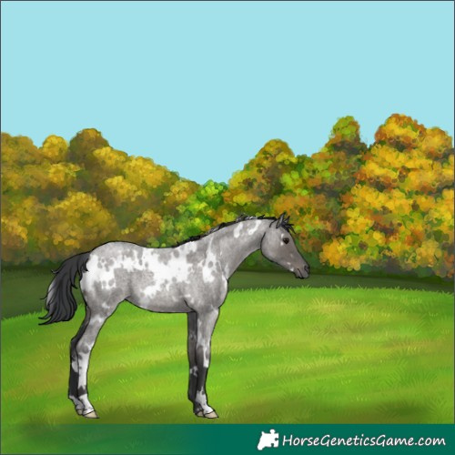 Horse Color:White Spotted Grullo Roan 