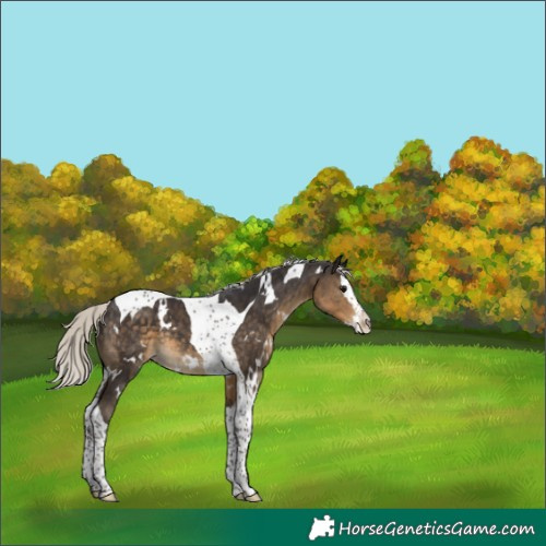 Horse Color:White Spotted Silver Smoky Black Splash Tobiano 
