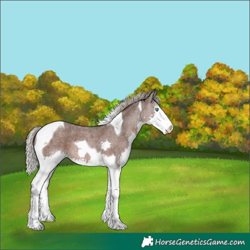 Horse Color:Silver Blue Roan Splash Tobiano 