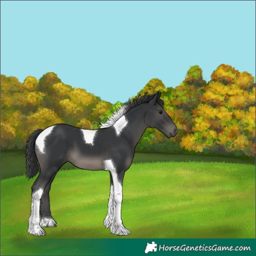 Horse Color:Black Tobiano 