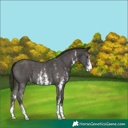 Horse Color:Liver Chestnut Sabino 