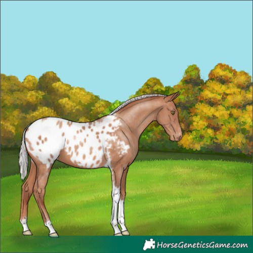 Horse Color:Silver Sable Champagne Tobiano Appaloosa 