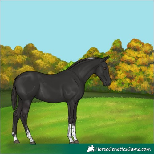 Horse Color:Liver Chestnut Sabino Tobiano 