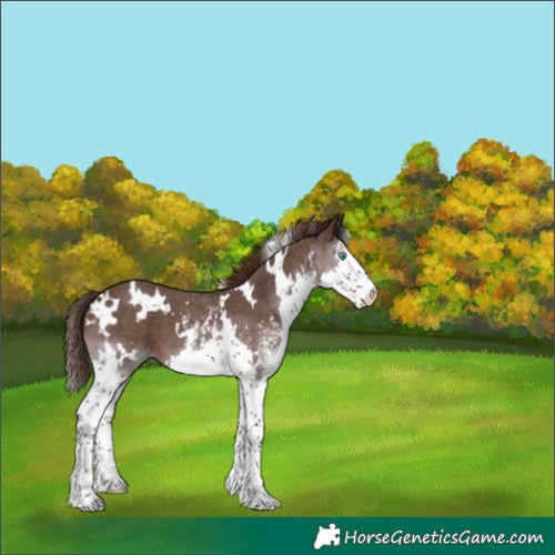 Horse Color:White Spotted Liver Chestnut Sabino Splash 