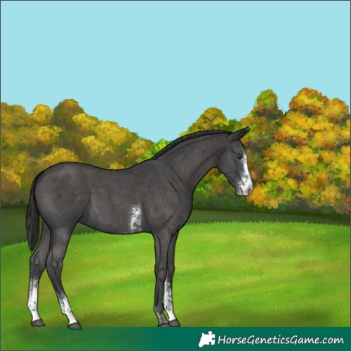 Horse Color:Liver Chestnut Sabino 