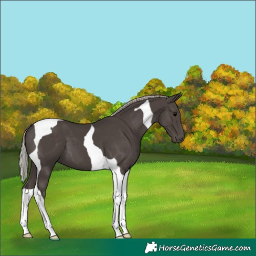 Horse Color:Silver Black Tobiano 